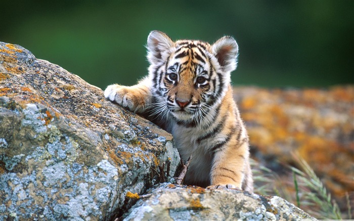 little tiger cub-Wildlife Wallpaper Views:23418 Date:2011/11/29 23:52:23