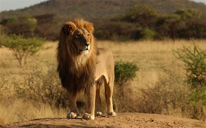 male lion-Wildlife Wallpaper Views:20547 Date:2011/11/29 23:50:57