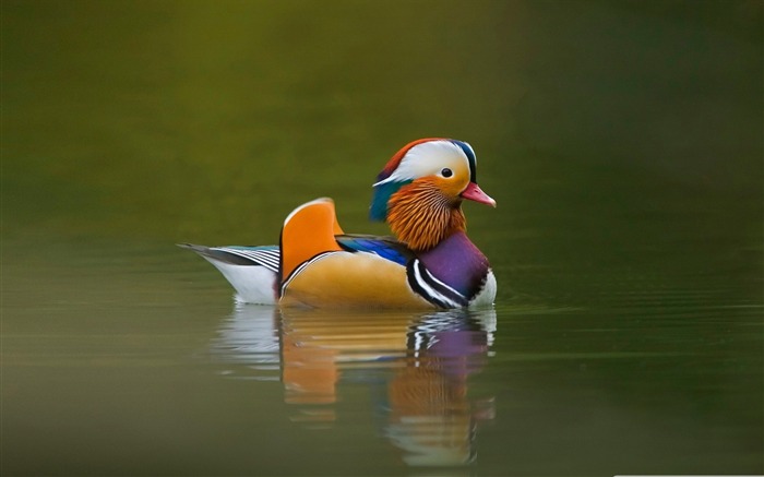 canard mandarin-oiseaux Desktop Fonds d'écran Vues:13139