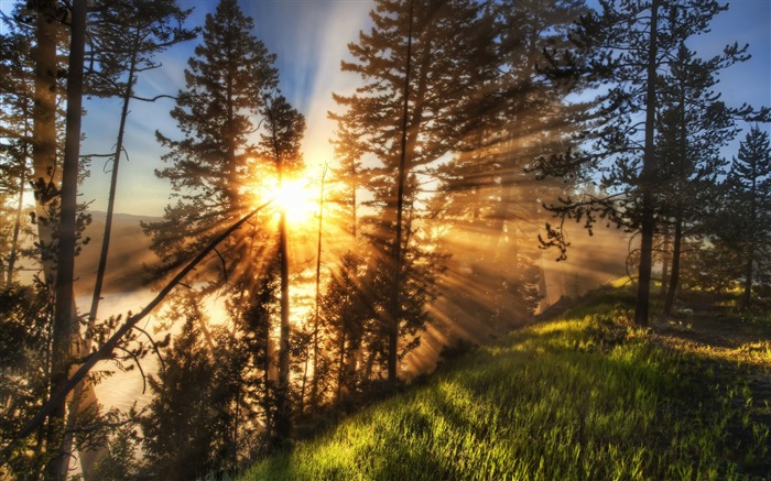 rayos de sol de la mañana-Hermoso paisaje natural fondo de pantalla Vistas:14870