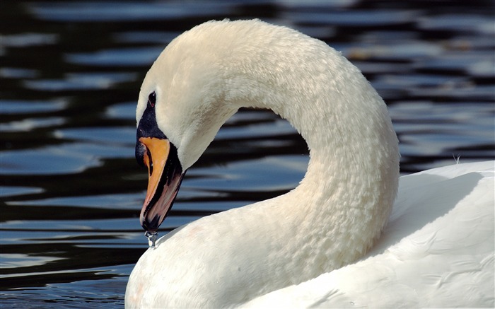 cygne-oiseaux Desktop Fonds d'écran Vues:10482