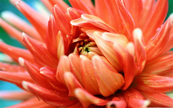 orange passion-Colorful-Flowers Wallpaper Photo Views:10119 Date:2011/11/9 23:38:25