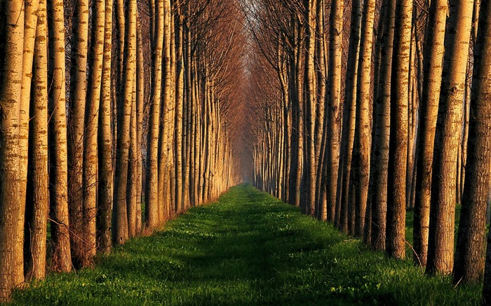 path lined with trees-Nature Desktop Wallpaper Views:13385 Date:2011/11/17 23:07:15