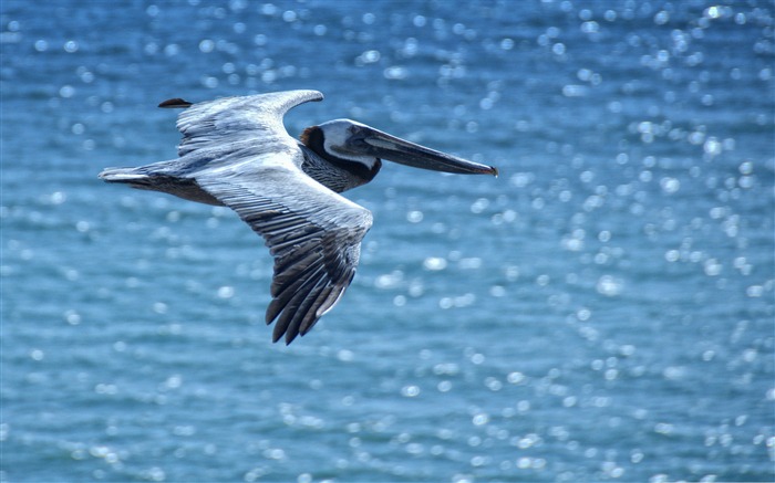 Pelican-oiseaux Desktop Fonds d'écran Vues:10594