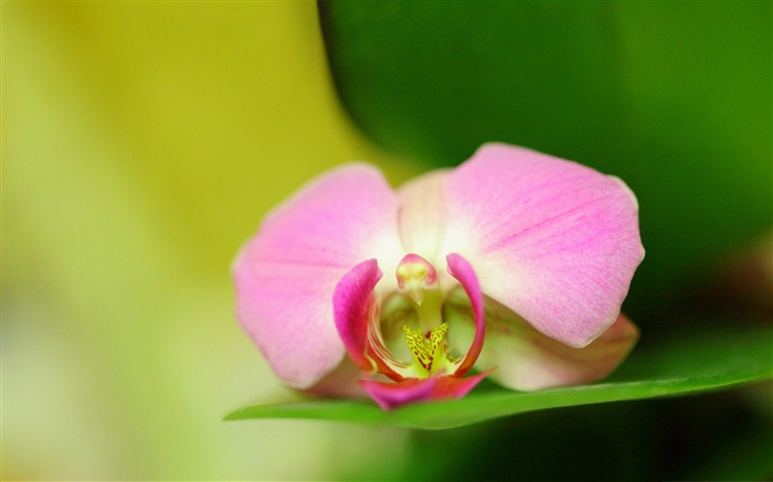 Pink Orchid-Flowers Photography Desktop Visualizações:10788