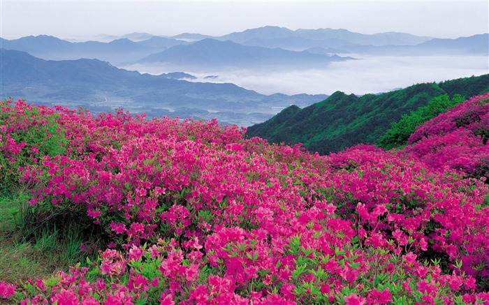 핑크 야생화 - 자연 바탕 화면 배경 무늬 찾아보기 :26780