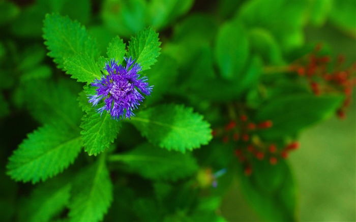 pretty purple-flowers Photography Desktop Vistas:10485