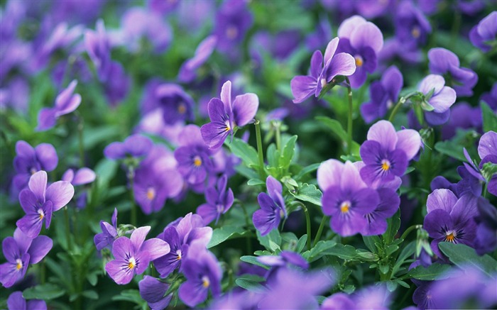 Purple Pansies-Flowers Photography Desktop Visualizações:12144