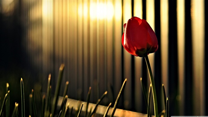 red tulip-Colorful-Flowers Wallpaper Photo Views:10330 Date:2011/11/9 23:41:06