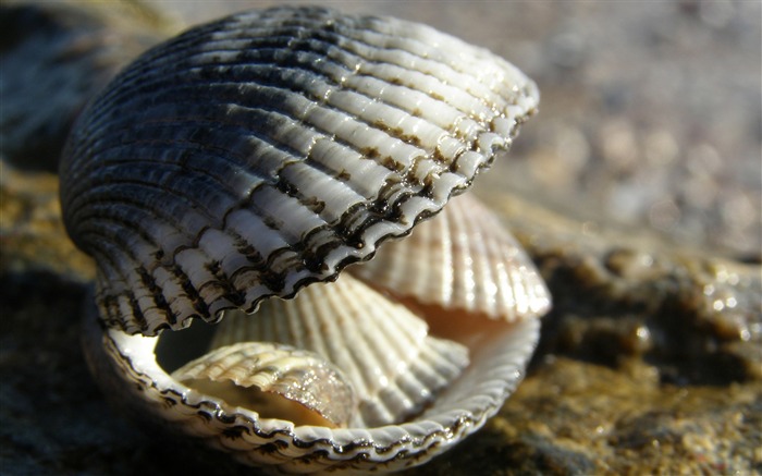 shells-Macro Photography Photo Series wallpaper Views:9547 Date:2011/11/9 23:14:06