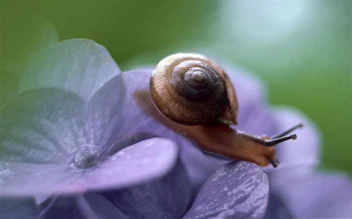 macro escargot-album photo d'escargot de bureau Vues:10821