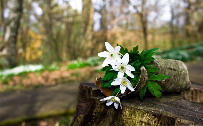 primavera bosque-flores fotografía escritorio Vistas:12470