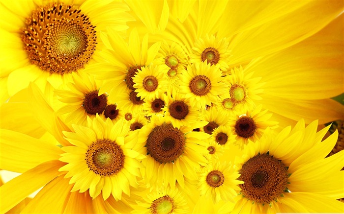 girasol -flores Photography Desktop Vistas:10610