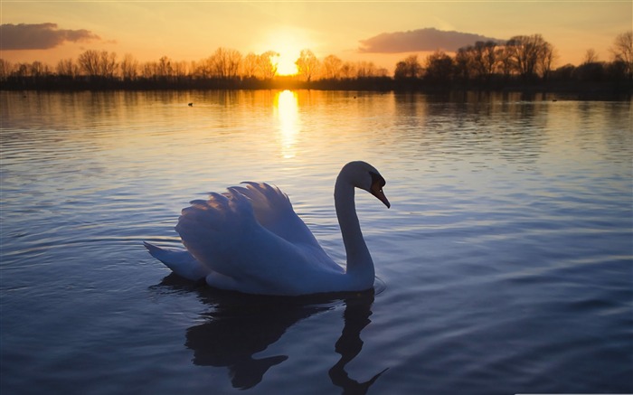 cygne-oiseaux Desktop Fonds d'écran Vues:11498