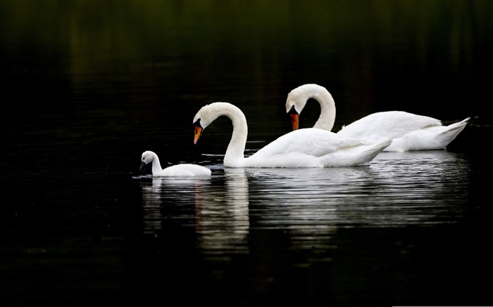 cygne-oiseaux Desktop Fonds d'écran Vues:10990