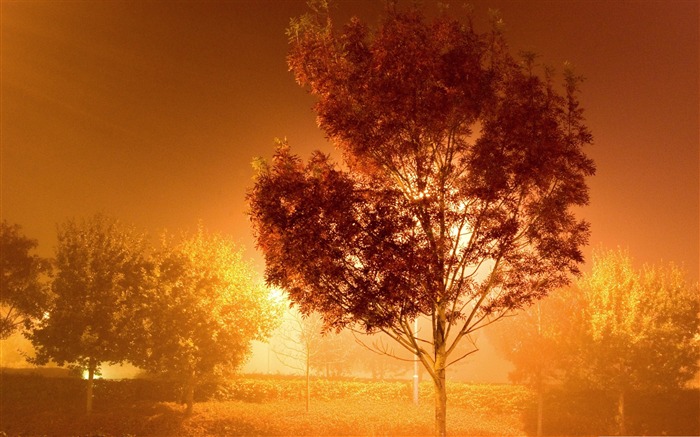 trees by streetlight-Nature Desktop Wallpaper Views:9932 Date:2011/11/17 23:14:08