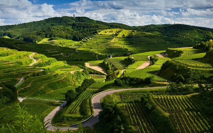 vineyards-Beautiful natural scenery Desktop Wallpapers Views:50022 Date:2011/11/3 13:26:49