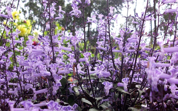 Flores violetas Fotografia Desktop Visualizações:9432