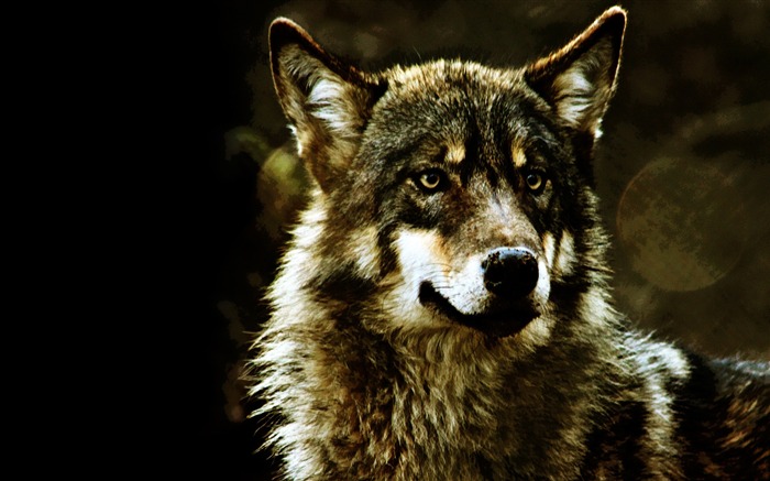 wolf-Wildlife Wallpaper Views:21610 Date:2011/11/29 23:53:45