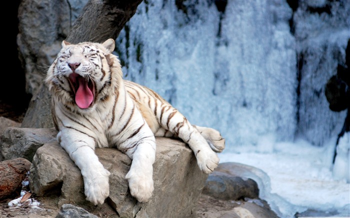 yawning tiger-Wildlife Wallpaper Views:21986 Date:2011/11/29 23:54:41