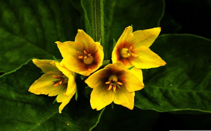 yellow flowers-Colorful-Flowers Wallpaper Photo Views:9526 Date:2011/11/9 23:34:50