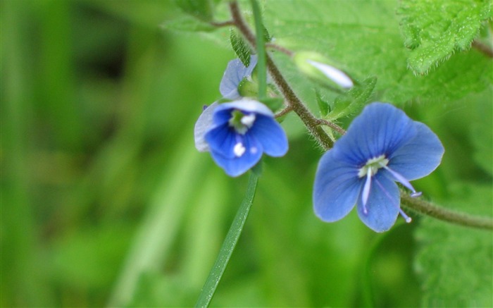 Bleu fleur-Fleur Fonds d'écran Vues:10480