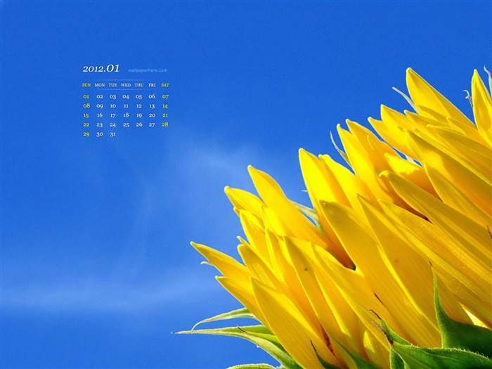 Flower HD-January 2012 calendar desktop themes wallpaper Views:16166 Date:2011/12/30 23:48:32