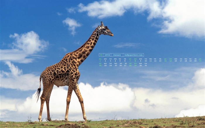 Giraffe-January 2012 calendar desktop themes wallpaper Views:12841 Date:2011/12/30 23:50:52