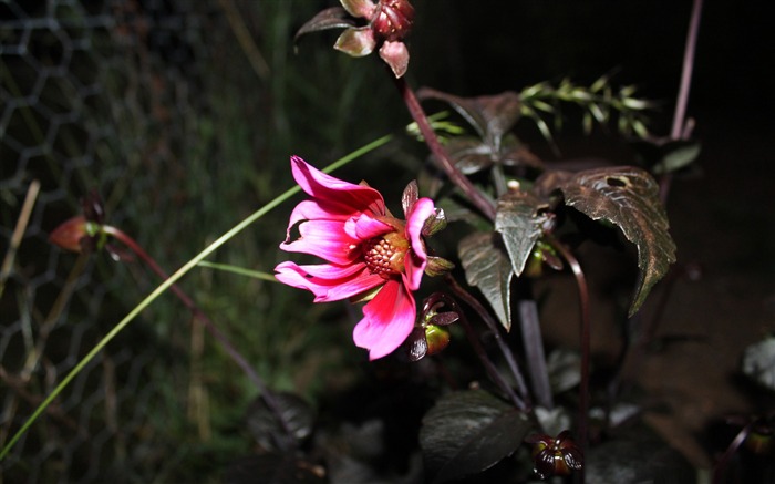 粉红色的花朵-鲜花桌面壁纸 浏览:10414