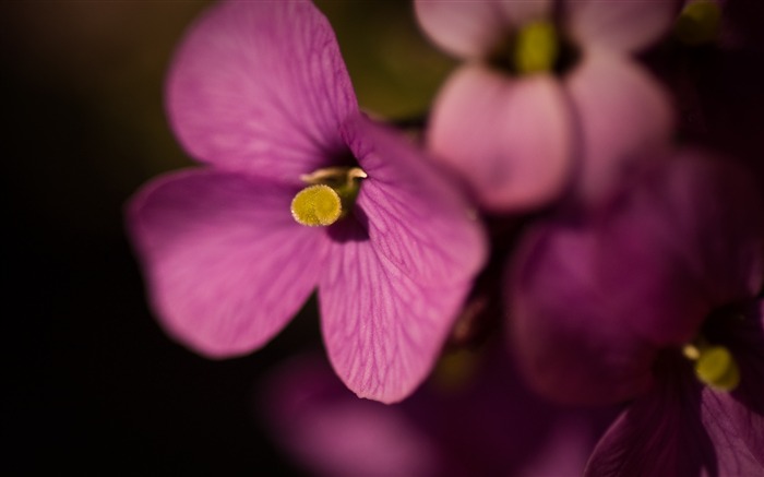 紫色的花朵-鲜花桌面壁纸 浏览:12529