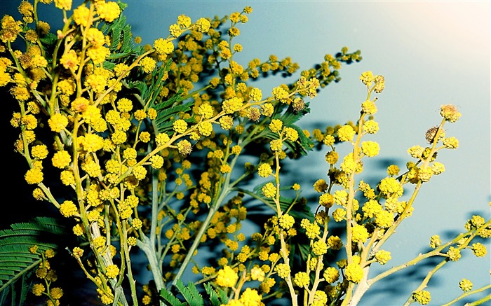 Imagen de escritorio de flores pequeñas flores Vistas:9869