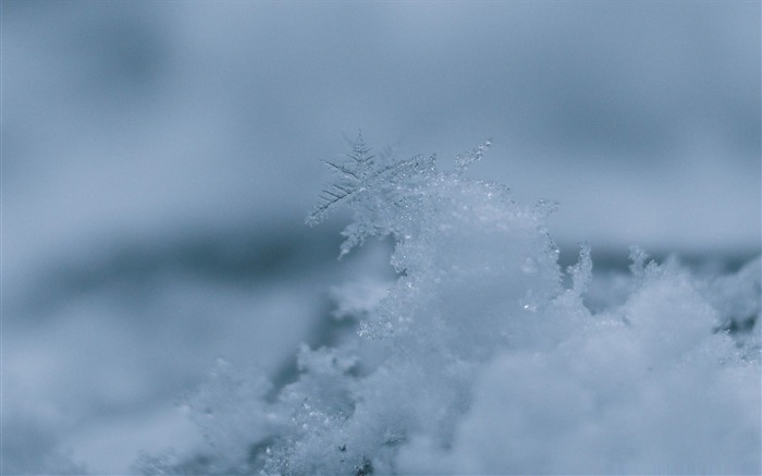 雪花微距拍摄-冬季主题桌面壁纸 浏览:13489