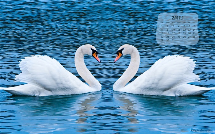 Swans-January 2012 calendar desktop themes wallpaper Views:8725 Date:2011/12/31 0:05:44