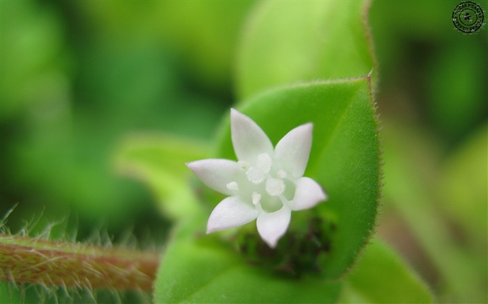 Fleurs blanches-Fleur Fonds d'écran Vues:9180