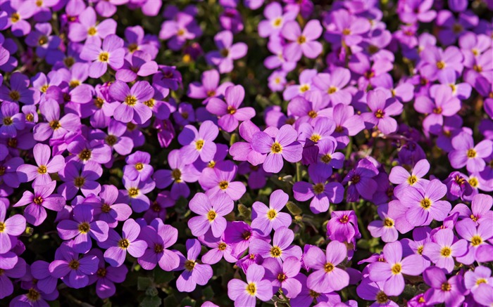 um monte de flores roxas - imagens de fotos das flores Visualizações:10832