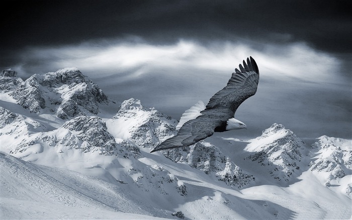 pygargue à tête blanche volant au-dessus des montagnes-l'hiver le thème papier peint de bureau Vues:16121