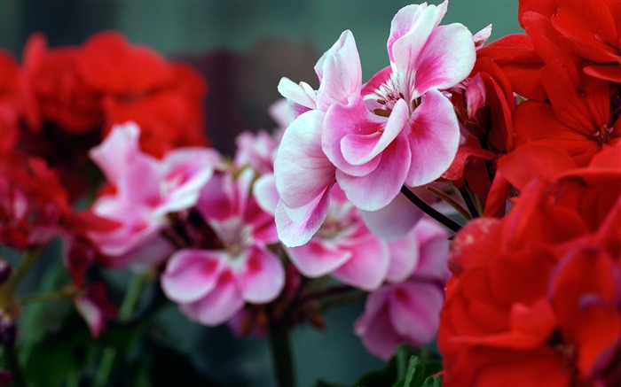 beautiful pink flowers-flowers Desktop Wallpapers Views:11852 Date:2011/12/20 0:13:02