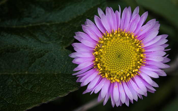 beauty Purple flowers-flowers Desktop Wallpapers Views:12649 Date:2011/12/20 0:20:53