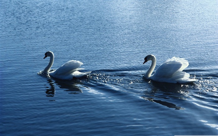 beauty white swans-Bird Photography Wallpaper Views:9942 Date:2011/12/22 22:57:56