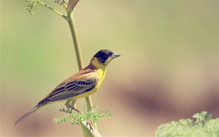 bird on twig-Bird Photography Wallpaper Views:14669 Date:2011/12/22 22:41:54