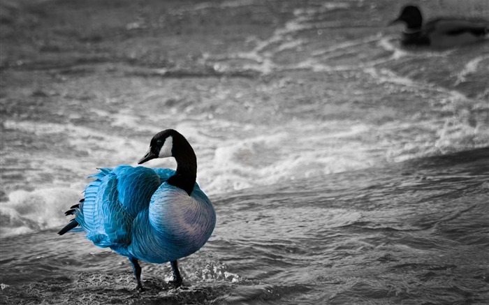 blue goose-birds Desktop Wallpapers Views:12441 Date:2011/12/7 0:38:31