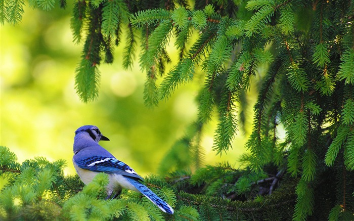 blue jay bird-birds Desktop Wallpapers Views:14640 Date:2011/12/7 0:39:40