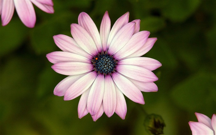 Cap daisy-Fleur Fonds d'écran Vues:10872