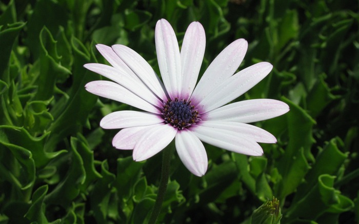 cape daisy flower-flowers desktop picture Views:10281 Date:2011/12/6 23:08:15