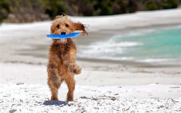 attraper le frisbee-animal chien papier peint de bureau Vues:15098