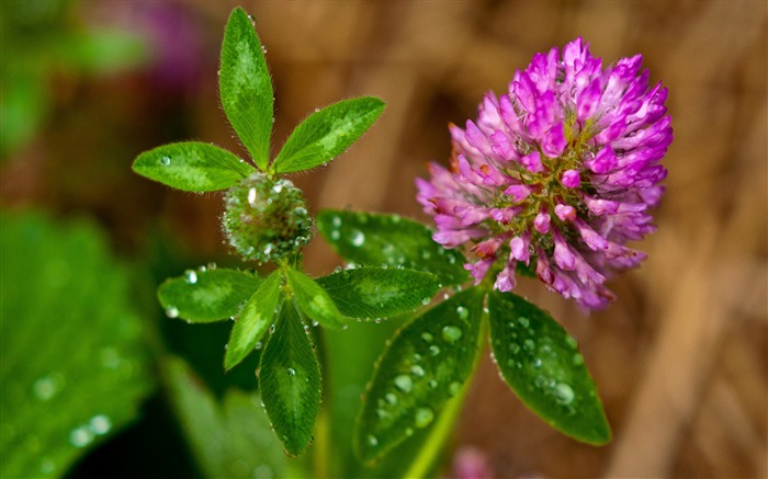 trevo flor macro-flores imagens de mesa Visualizações:10449