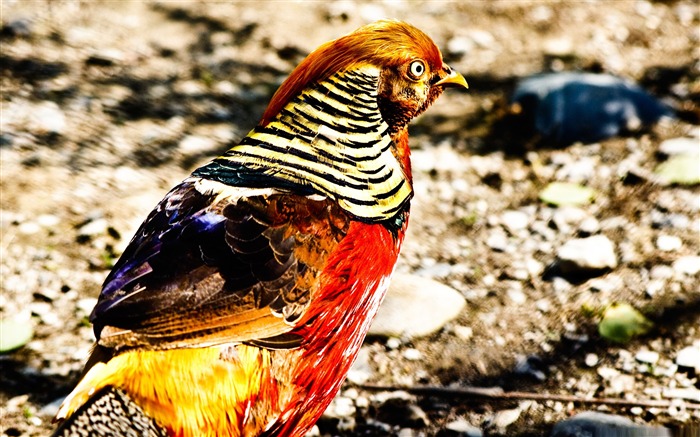 colorful bird-Bird Photography Wallpaper Views:10964 Date:2011/12/22 22:42:58