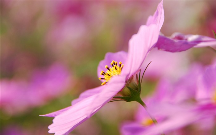 Perfil do cosmos - papel de parede da flor Visualizações:16435