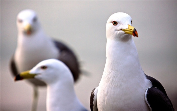 curious seagull-Bird Photography Wallpaper Views:9905 Date:2011/12/22 22:43:56