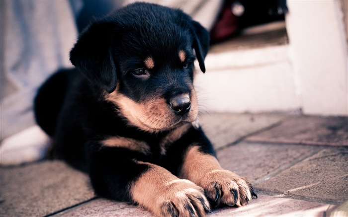 mignon chiot rottweiler-animal chien papier peint de bureau Vues:50496